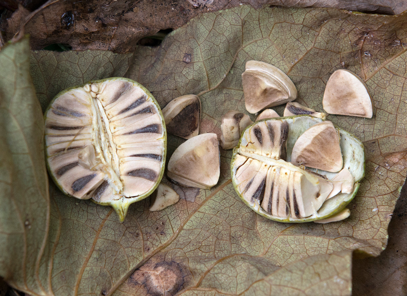 Image of Aristolochia clematitis specimen.