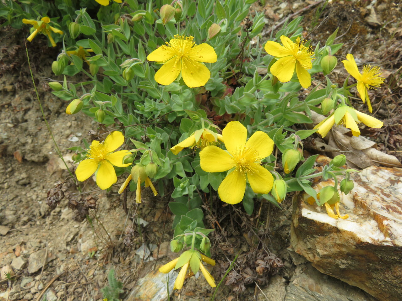 Image of Hypericum cerastoides specimen.