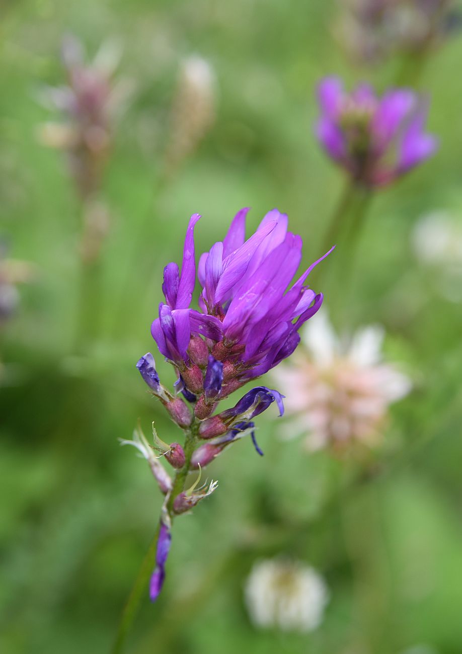 Image of genus Astragalus specimen.