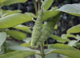 Asclepias syriaca. Часть побега с плодами. Москва, ГБС, экспозиция растений природной флоры России. 15.09.2022.