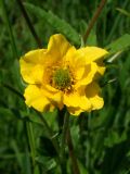 Geum aleppicum