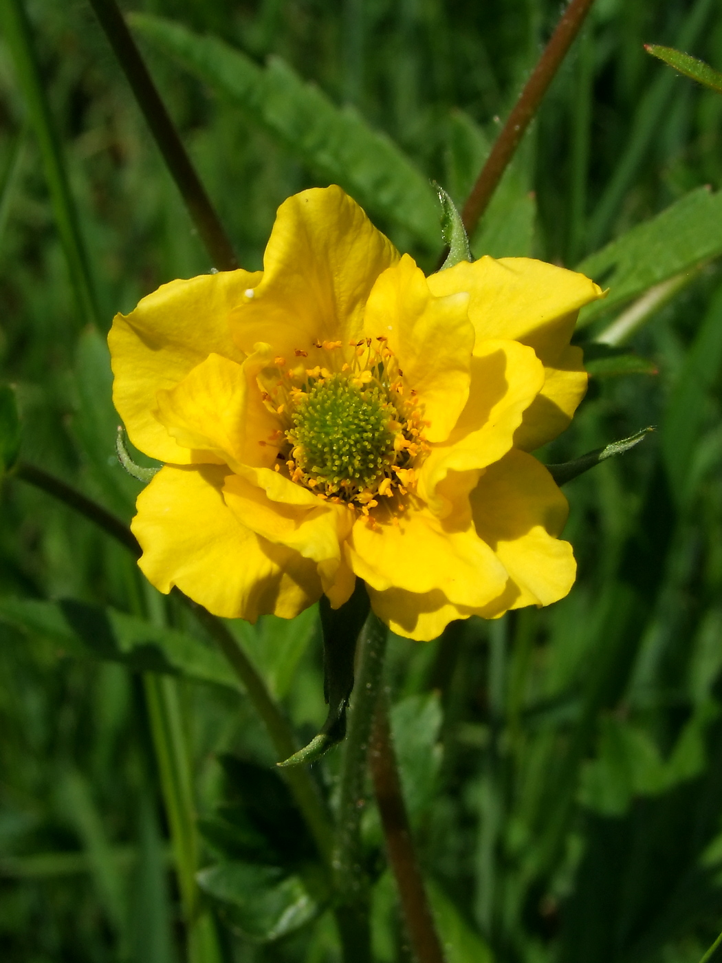 Image of Geum aleppicum specimen.