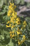 Corydalis gortschakovii. Верхушка растения с соцветиями. Южный Казахстан, Таласский Алатау, ущелье Коксай, высота 2600 м н.у.м.