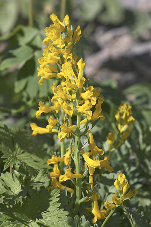 Image of Corydalis gortschakovii specimen.