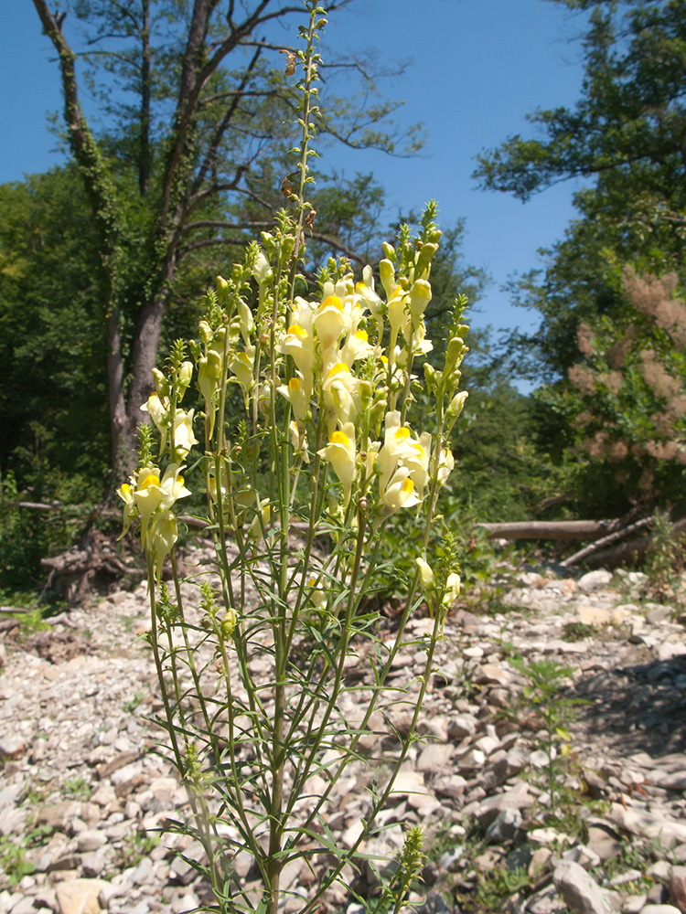 Изображение особи Linaria ruthenica.