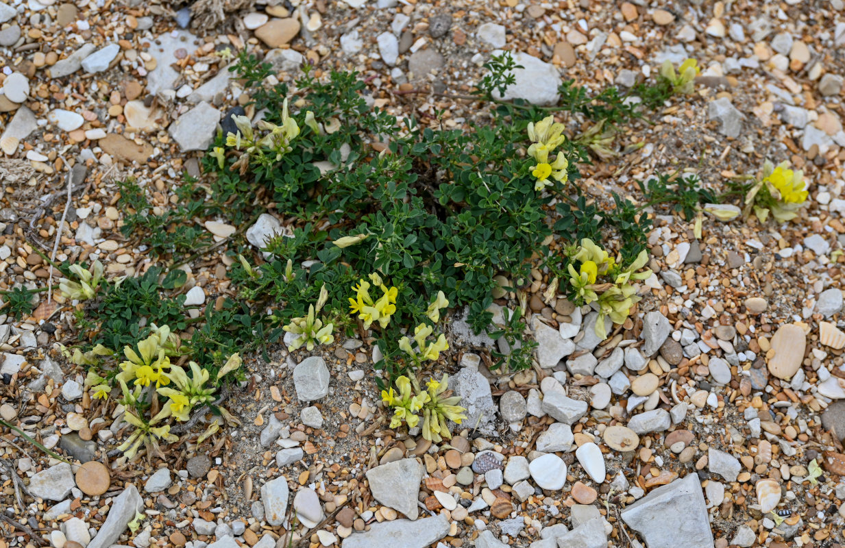 Изображение особи род Medicago.