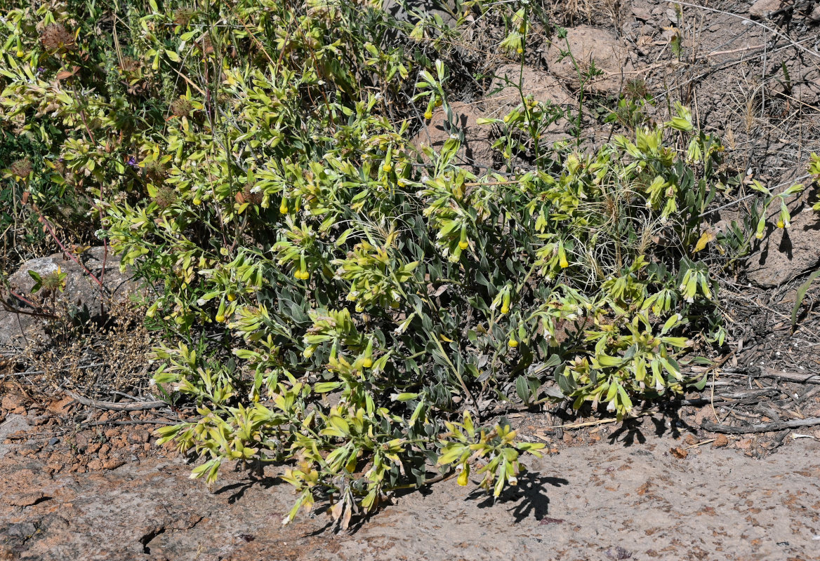 Изображение особи Onosma sericea.