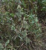 genus Cirsium