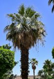 Washingtonia robusta. Верхушка ствола и крона цветущего растения. Египет, мухафаза Асуан, г. Асуан, в культуре. 03.05.2023.