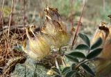 Astragalus chaetodon. Побег с соцветиями, содержащими завязавшиеся плоды. Казахстан, Жамбылская обл., Мойынкумский р-н, 32 км СЗ пос. Хантау; Чу-Илийские горы, сопочный массив Майжарылган, щебнистая площадка на эрозионном склоне сопки; петрофитная полынно-терескеновая пустыня. 09.05.2023.