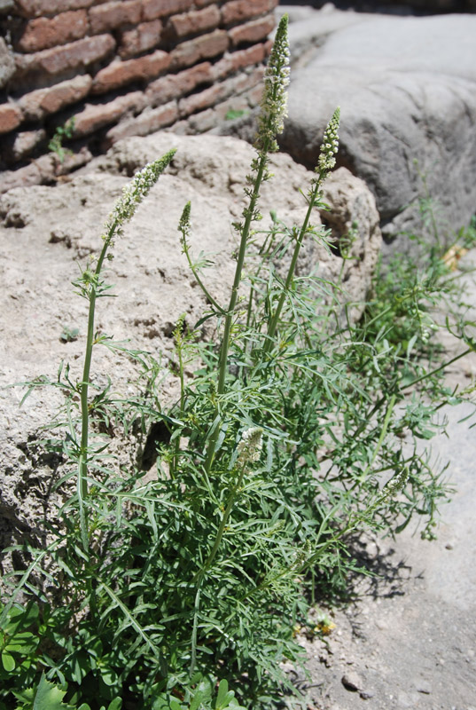 Image of Reseda alba specimen.