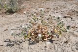 Cousinia bungeana. Цветущее растение. Таджикистан, Согдийская обл., горы Окбель, лёссовый склон. 7 мая 2023 г.