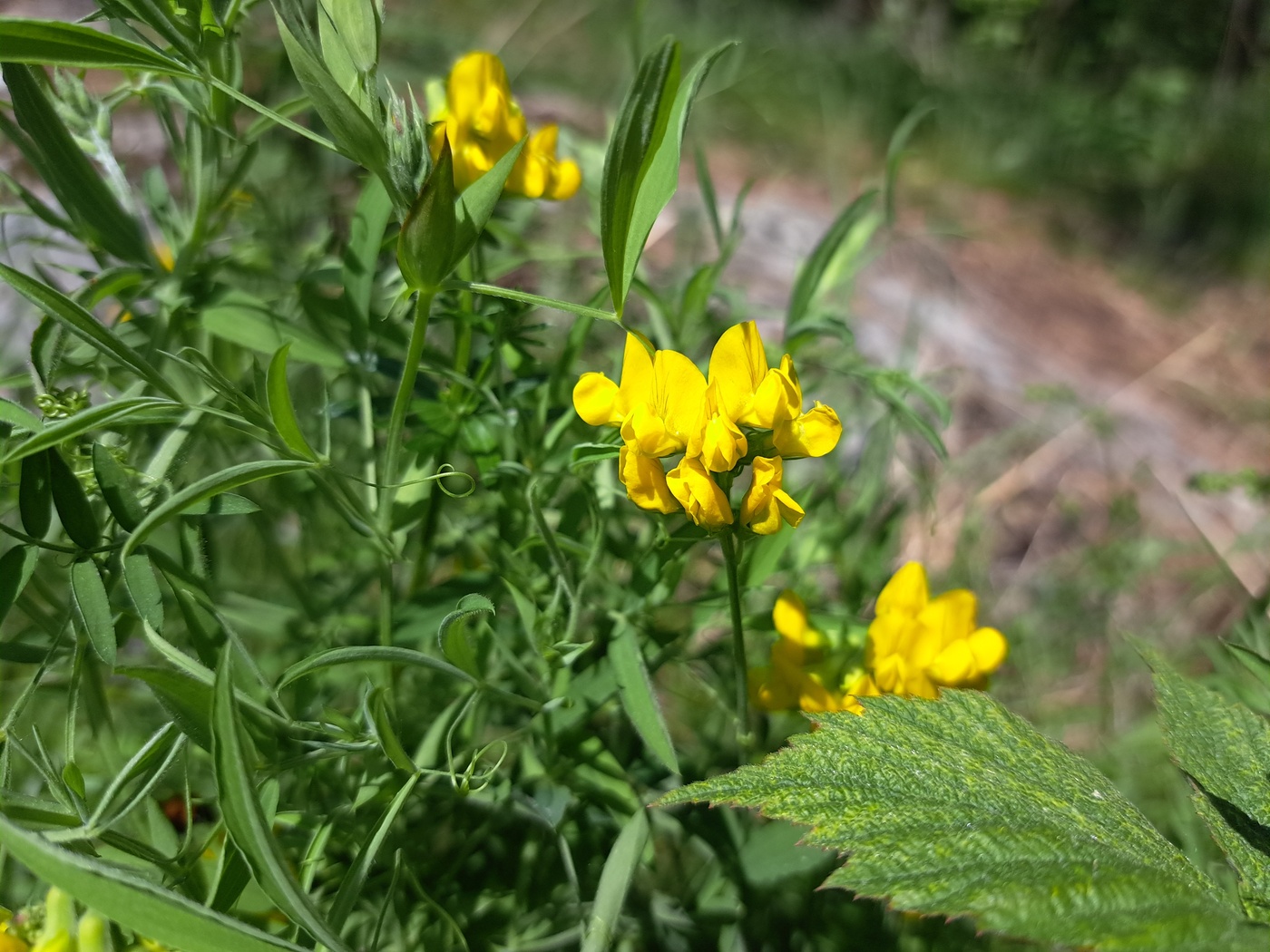 Изображение особи Lathyrus pratensis.