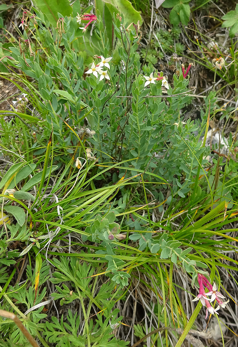 Изображение особи Stelleropsis caucasica.