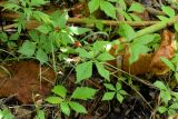 Rubus pseudojaponicus