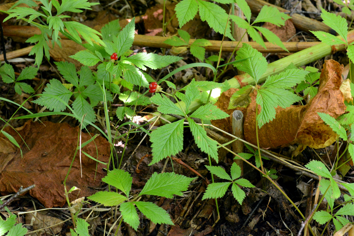 Изображение особи Rubus pseudojaponicus.