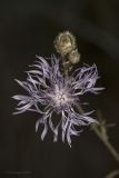 род Centaurea