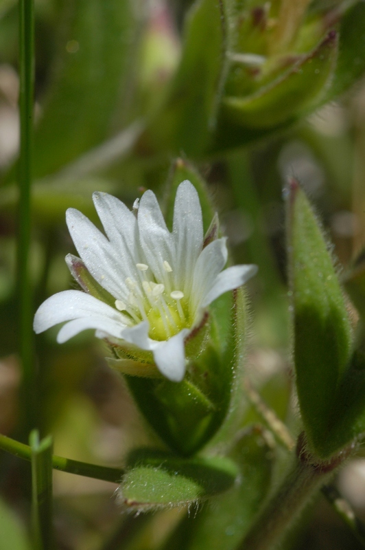 Image of Cerastium tianschanicum specimen.