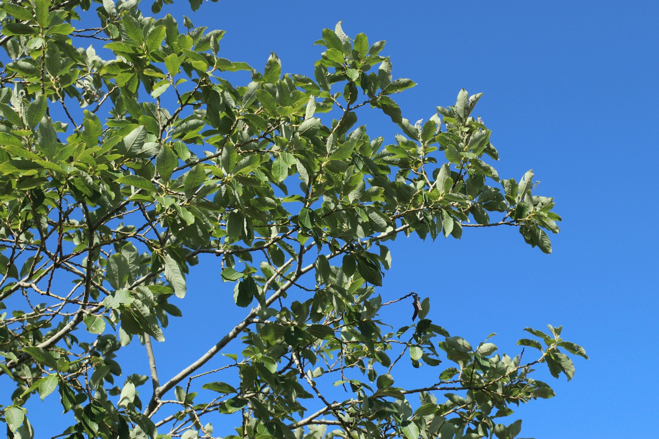 Image of Salix caprea specimen.