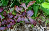 Vaccinium smallii