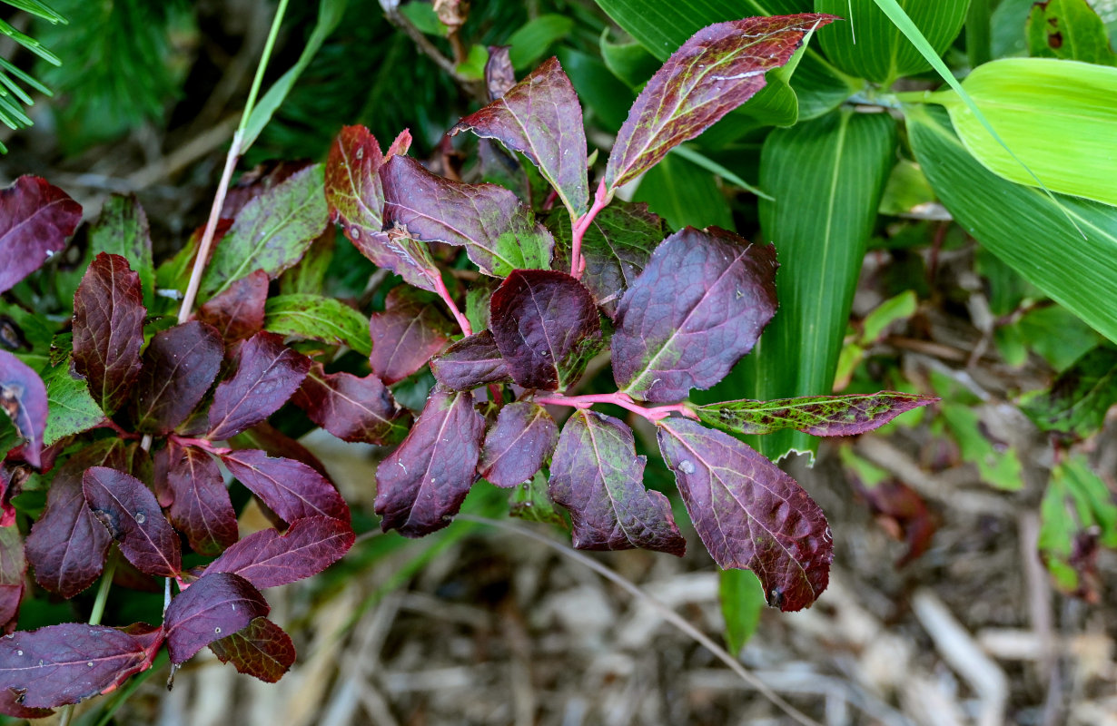 Image of Vaccinium smallii specimen.