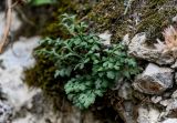 Asplenium ruta-muraria