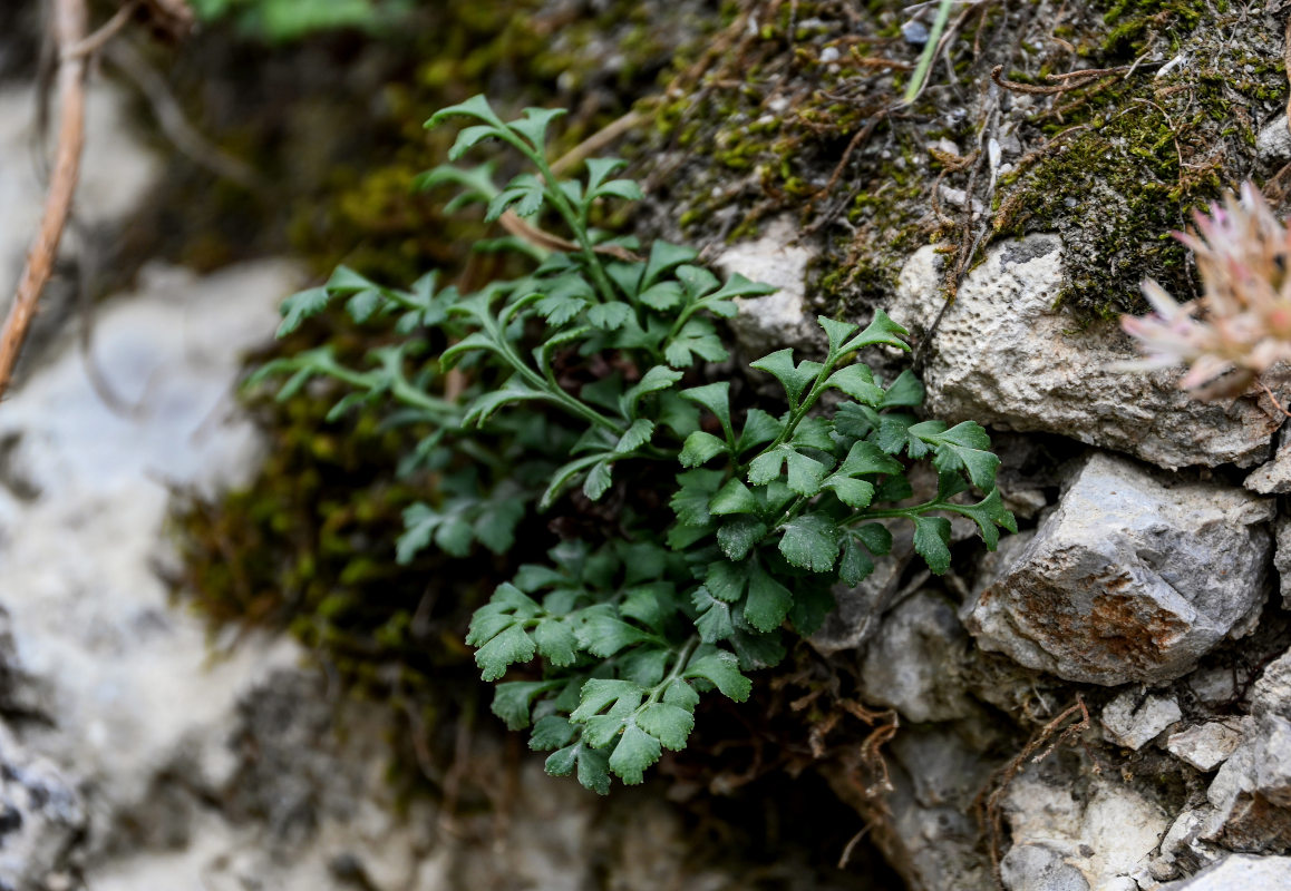 Изображение особи Asplenium ruta-muraria.