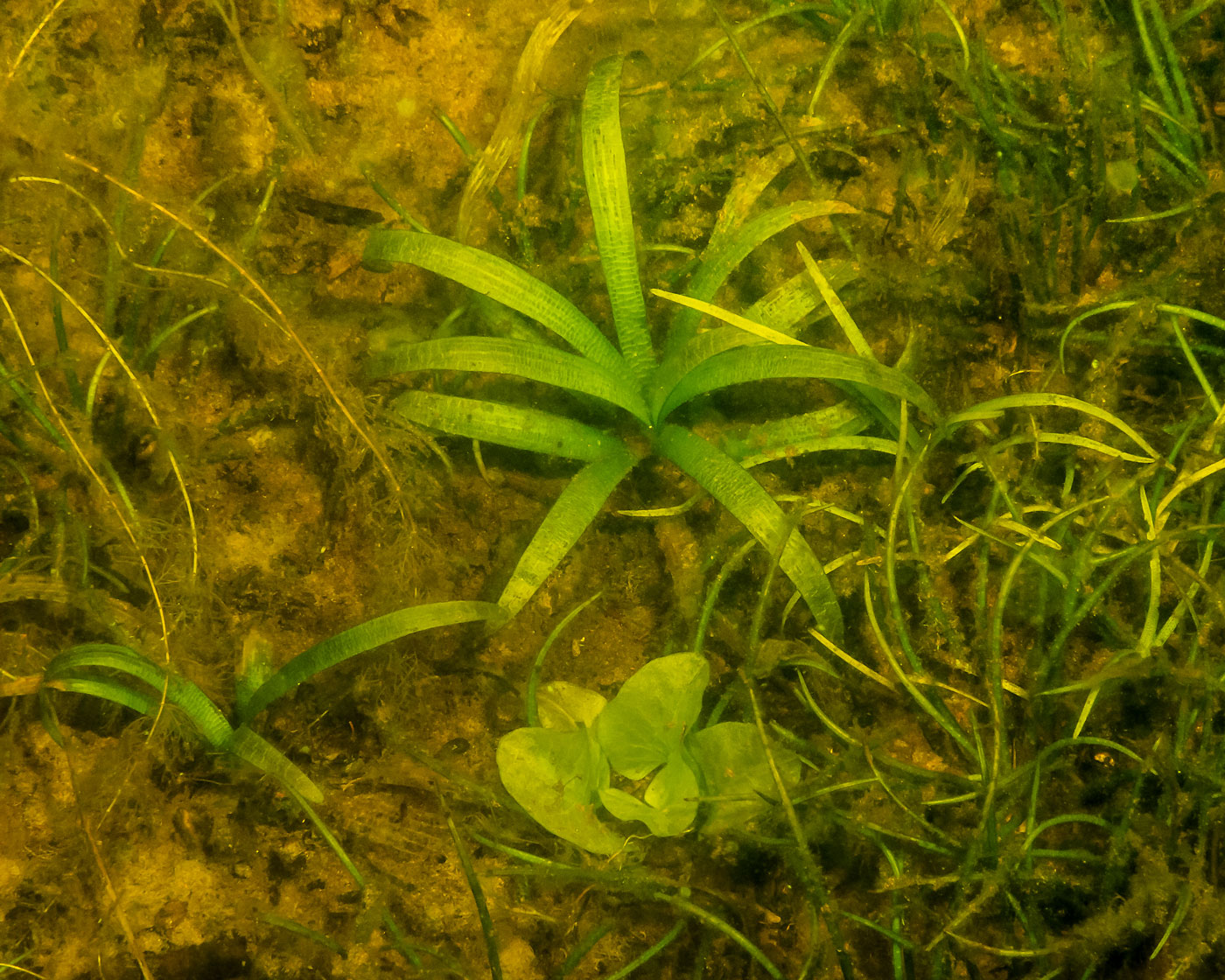 Image of Lobelia dortmanna specimen.