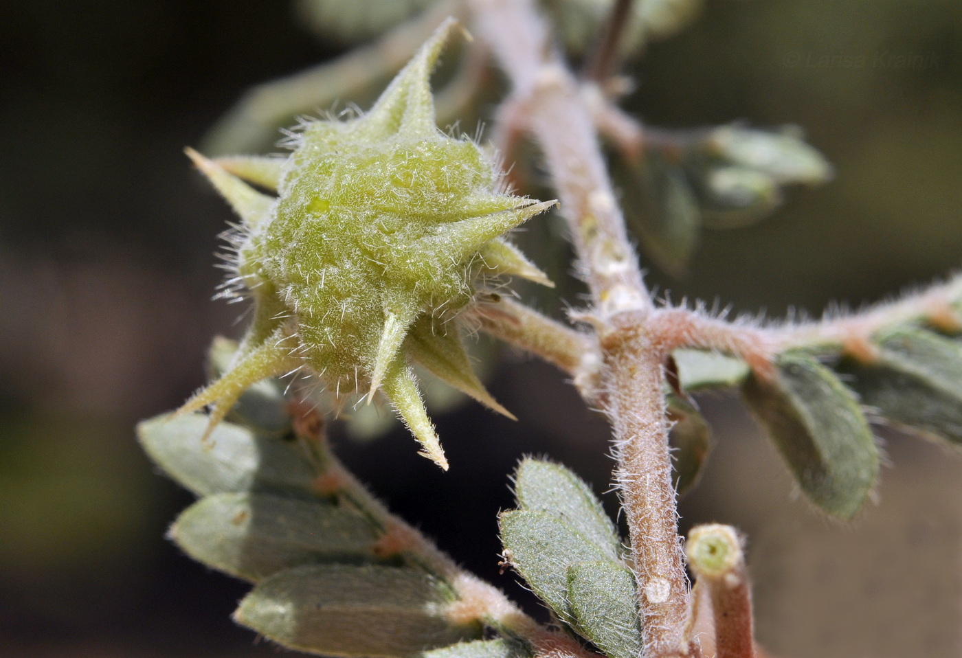 Изображение особи Tribulus terrestris.