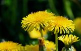 Taraxacum officinale. Соцветия. Московская обл., окр. г. Железнодорожный, долина р. Чёрная, опушка смешанного леса. 30.05.2022.