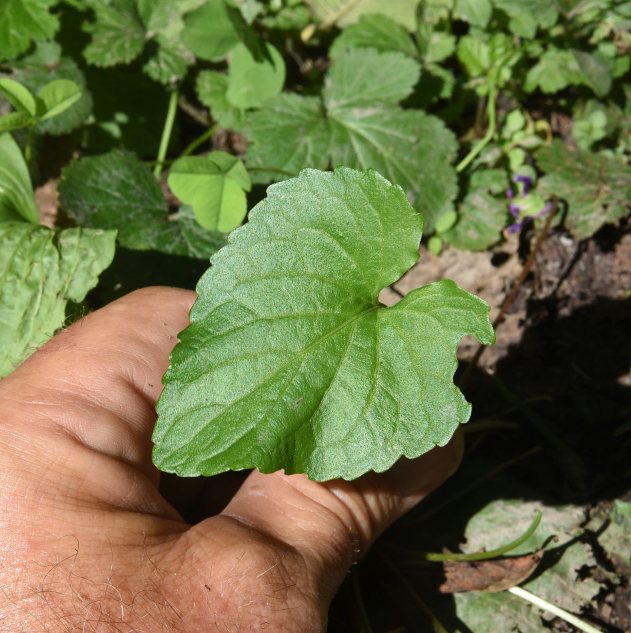 Image of genus Viola specimen.