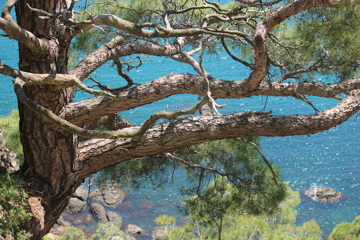 Image of Pinus pityusa specimen.