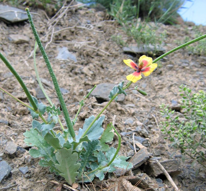 Изображение особи Glaucium elegans.