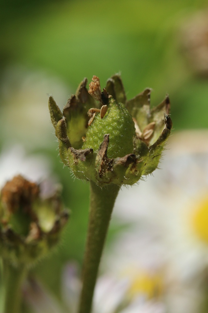 Image of Bellis perennis specimen.