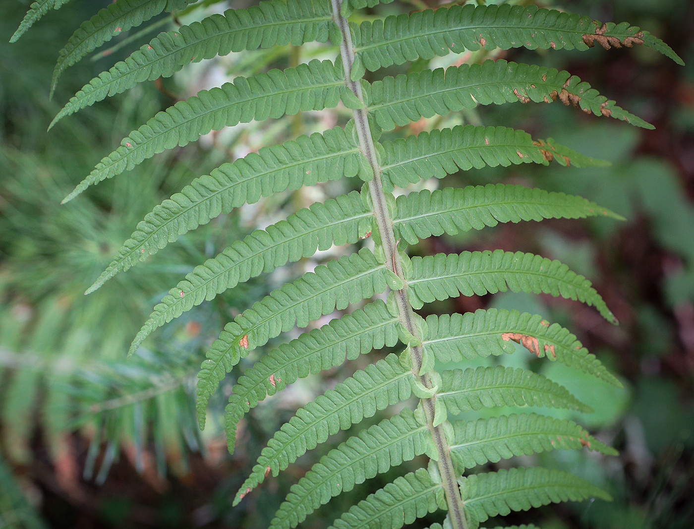 Изображение особи Matteuccia struthiopteris.