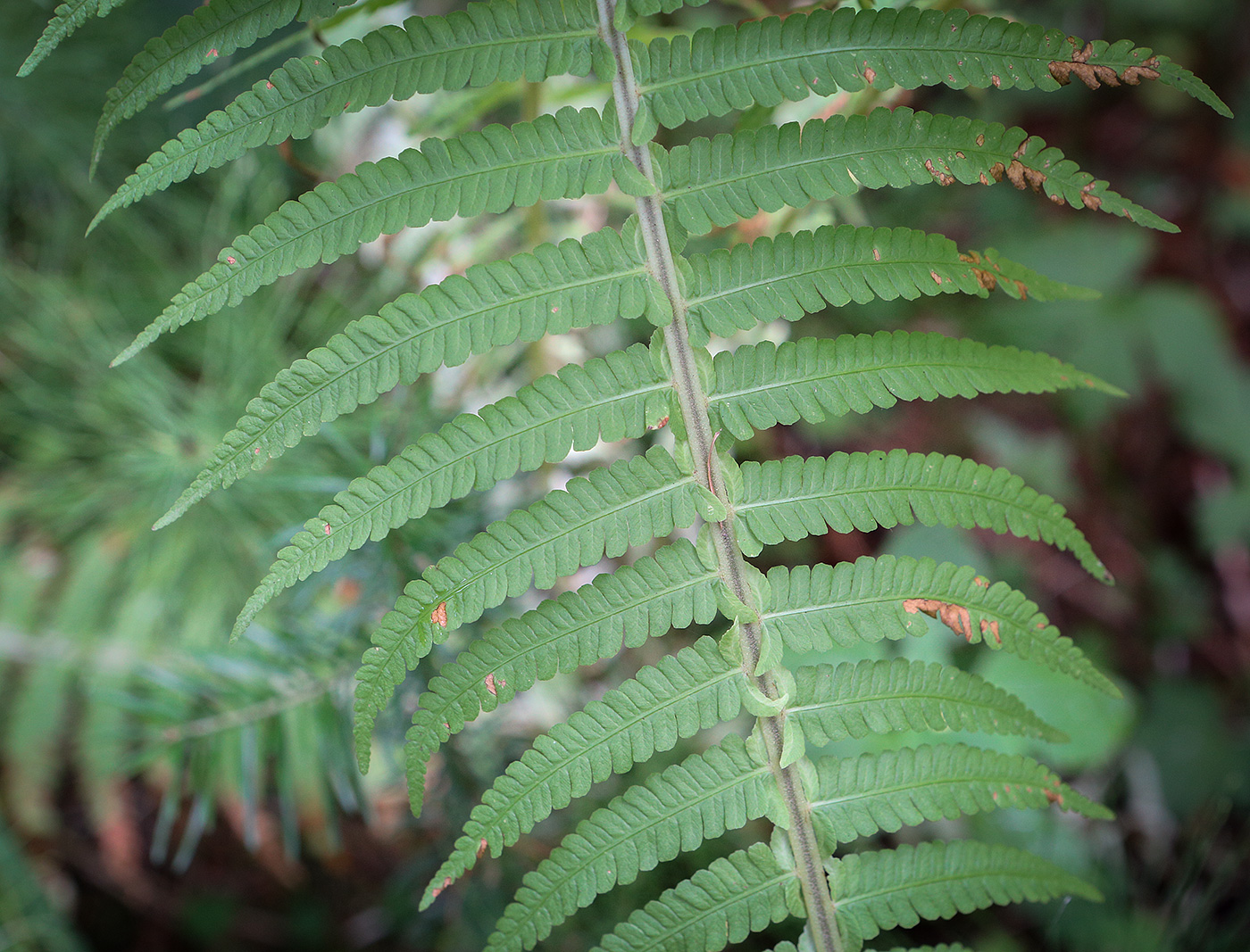 Изображение особи Matteuccia struthiopteris.