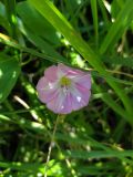 Convolvulus arvensis