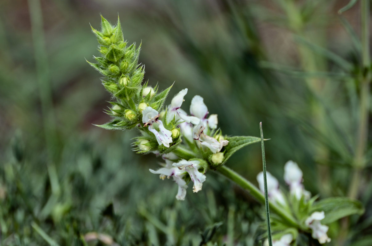 Image of Stachys pubescens specimen.