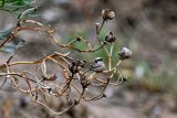 Peganum harmala. Раскрывшиеся прошлогодние плоды. Дагестан, Буйнакский р-н, долина р. Сулак, побережье Чиркейского водохранилища, глинистый сухой склон. 01.05.2022.