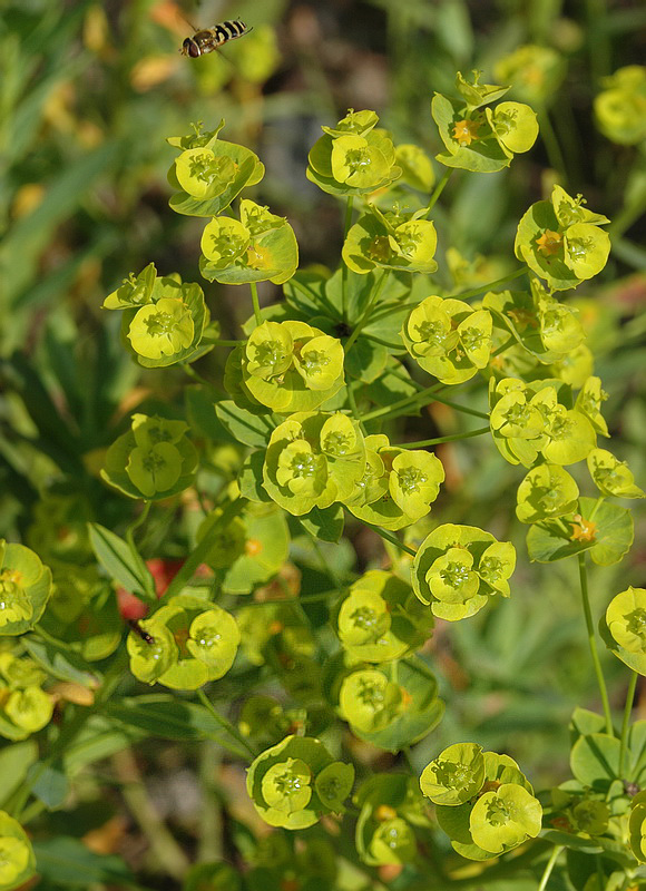 Изображение особи Euphorbia virgata.