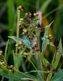 Lysimachia vulgaris