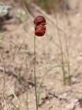 Carex physodes