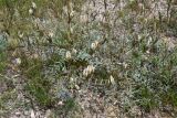 Astragalus macrotropis