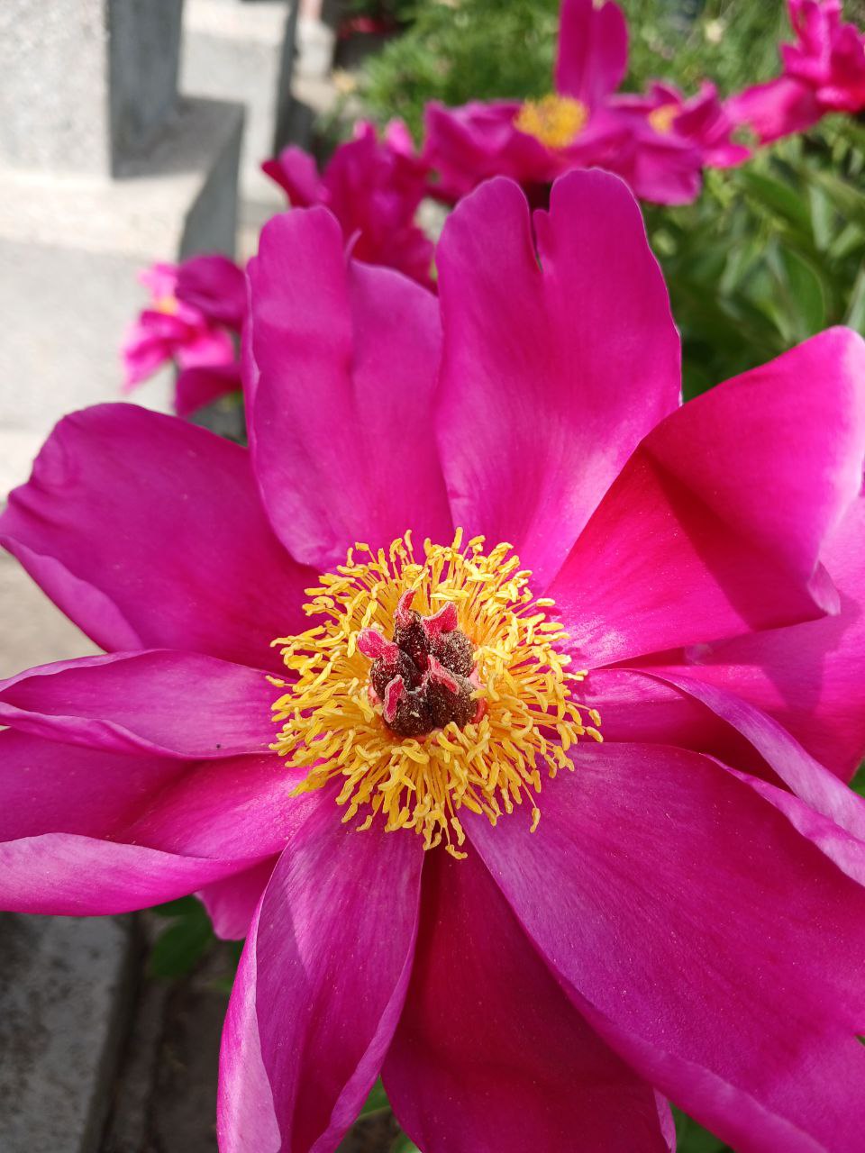 Изображение особи род Paeonia.