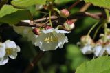 Actinidia kolomikta