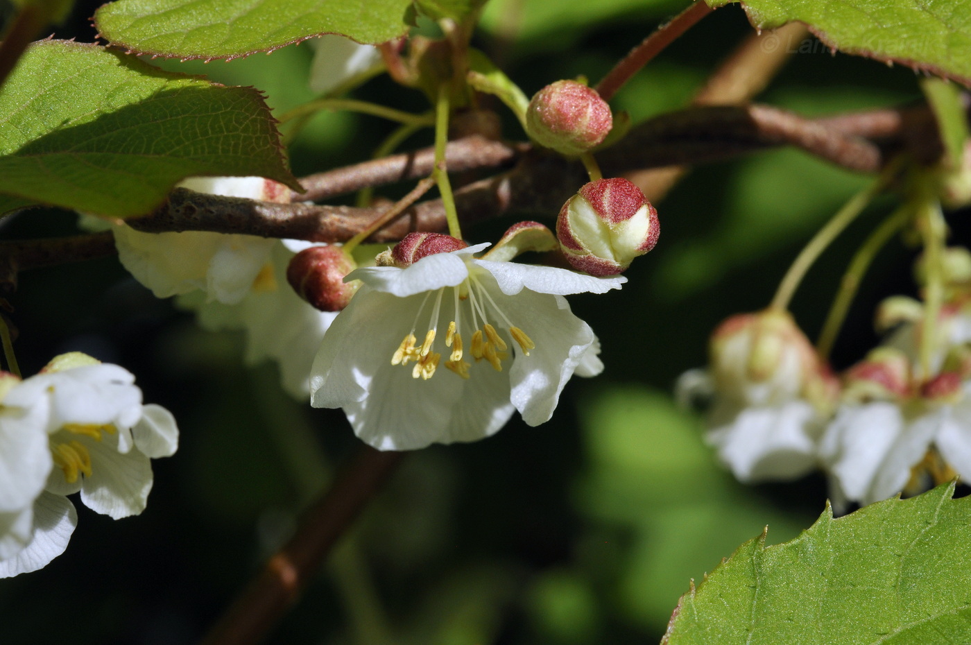 Image of Actinidia kolomikta specimen.