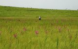 Pedicularis grandiflora. Цветущие растения на приморском лугу. Приморье, Хасанский р-н, 7 км Ю-В пос. Гвоздево, берег оз. Карасье. 16 июля 2004 г.