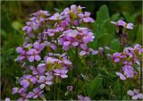 Arabis × arendsii