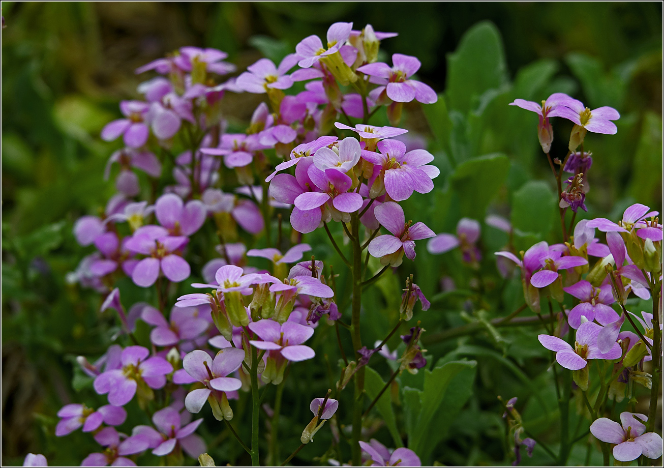 Image of Arabis &times; arendsii specimen.
