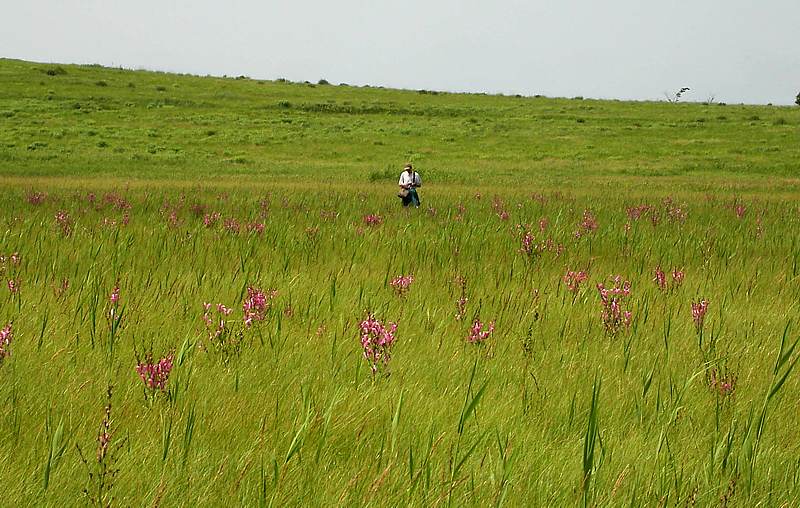 Image of Pedicularis grandiflora specimen.